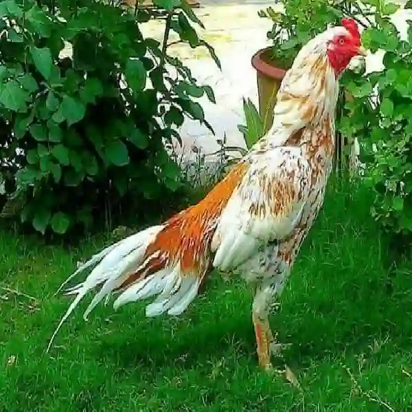 Tips Mengatasi Ayam Bangkok yang Malas Bertarung 2025