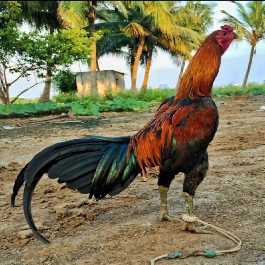 Ramuan Jamu Ayam Aduan dari Kunyit dan Jahe Ala Wala Meron